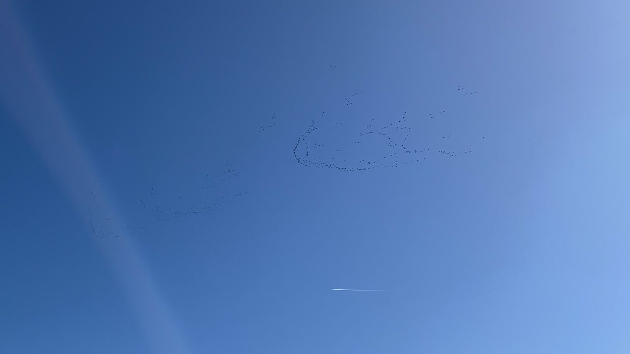 Migrating cranes fly in V formation next to a jet trail over a deep blue sky in Spain's Valle del Tiétar, a scenic spot for birdwatching during seasonal migration