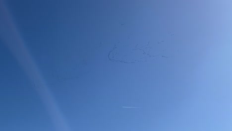 migrating cranes fly in v formation next to a jet trail over a deep blue sky in spain's valle del tiétar, a scenic spot for birdwatching during seasonal migration
