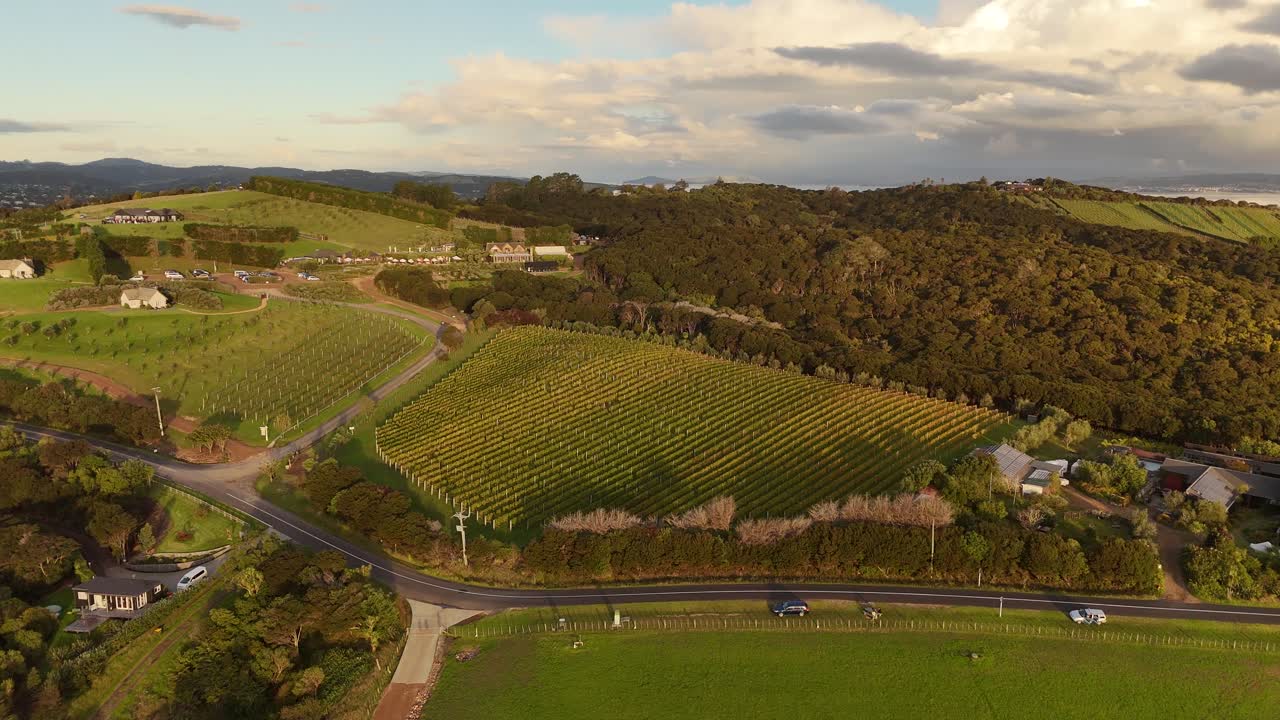 Golden lights over tropical vineyards of Waiheke Island, New Zealand. Aerial approaching shot. Road between farm fields and growing grapes.