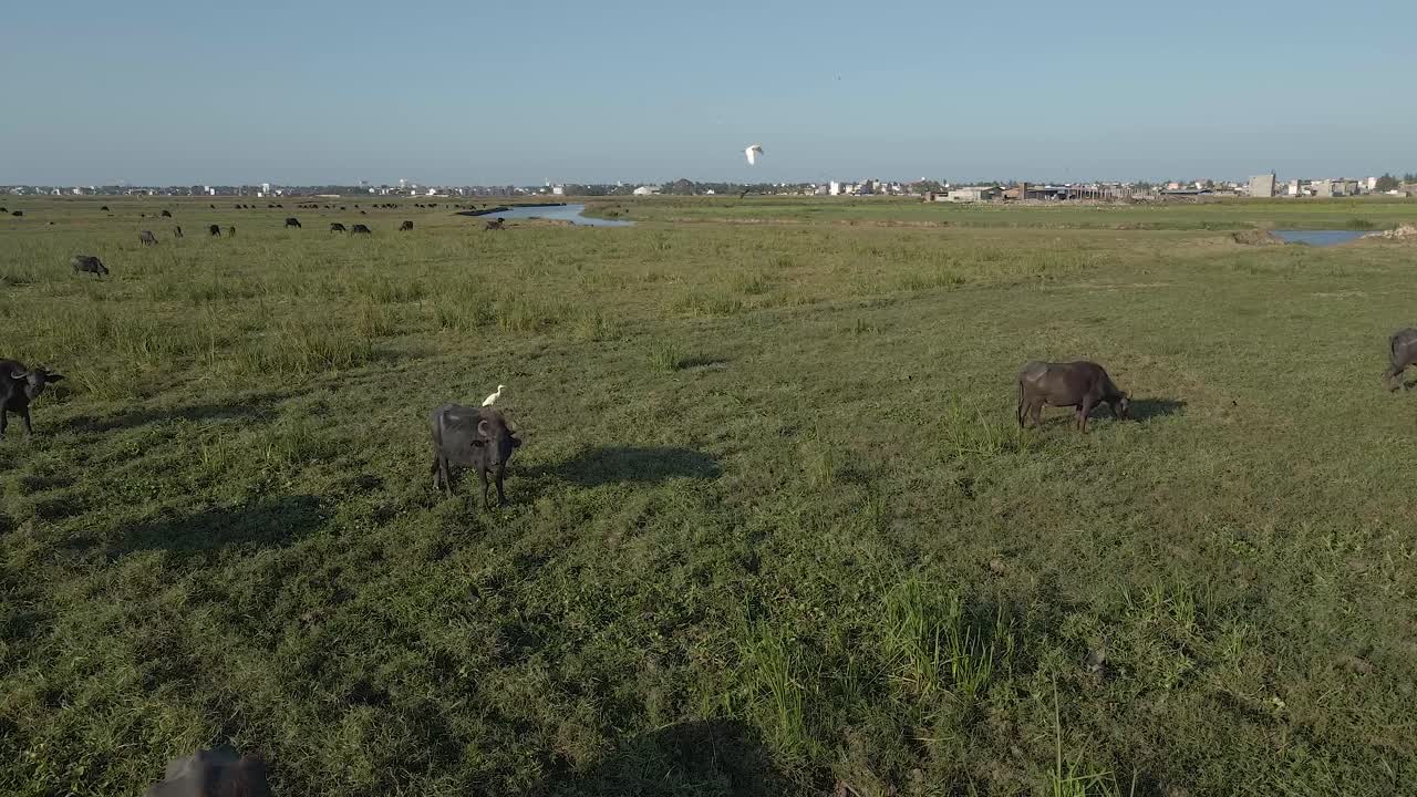 초원에서 풀을 뜯고 있는 검은 소 위로 날아가는 공중 드론