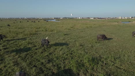 disparo aéreo de drones volando sobre vacas negras pastando en un prado