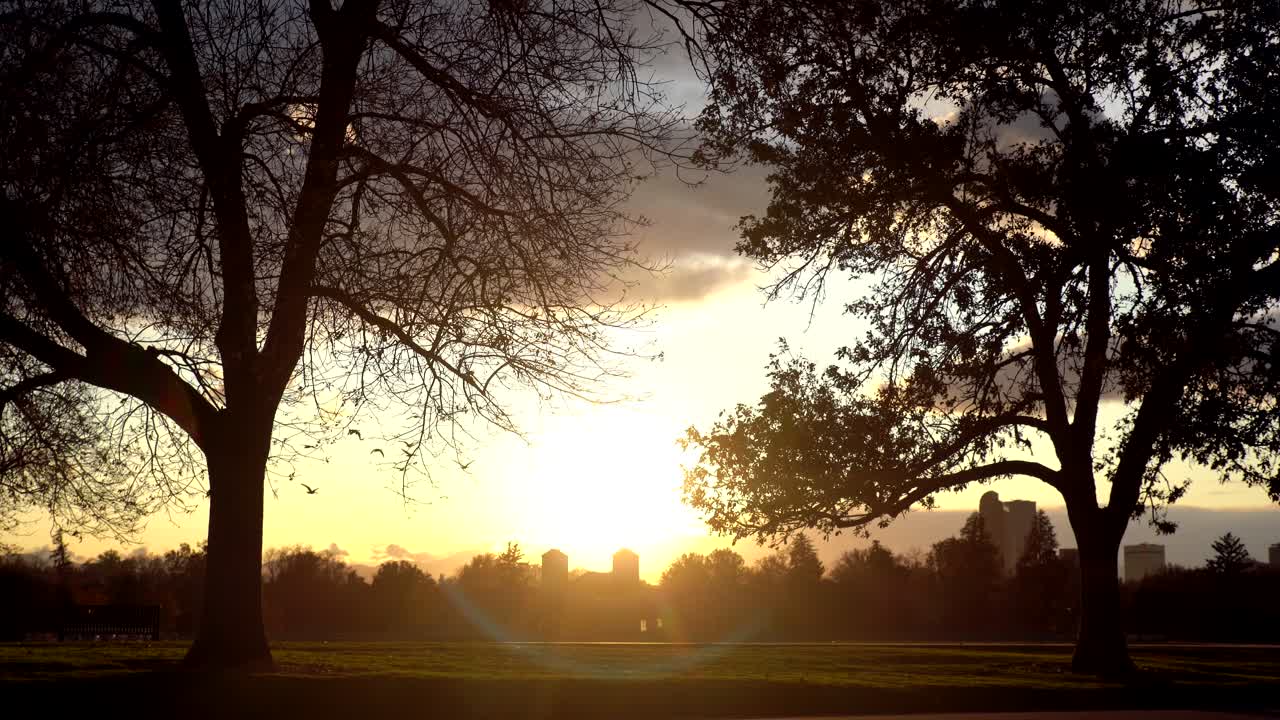 Vögel fliegen über den Stadtpark von Denver, Colorado