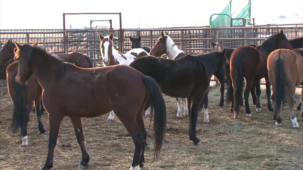 la oficina de administración de tierras reúne a los caballos salvajes y los carga en corrales y corrales