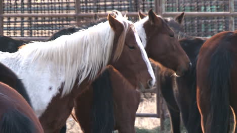 the bureau of land management rounds up wild horses and loads them into pens and corrals