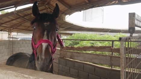 Head-of-a-horse-with-white-markings,-star,-and-stripe,-close-up-shot