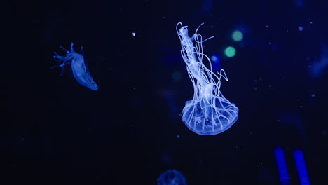 Slow-motion-shot-of-illuminance-blue-jelly-fish-swimming-through-dark-waters