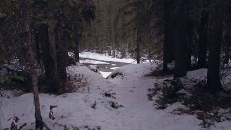 Creek-reveal-from-pine-forest-in-winter