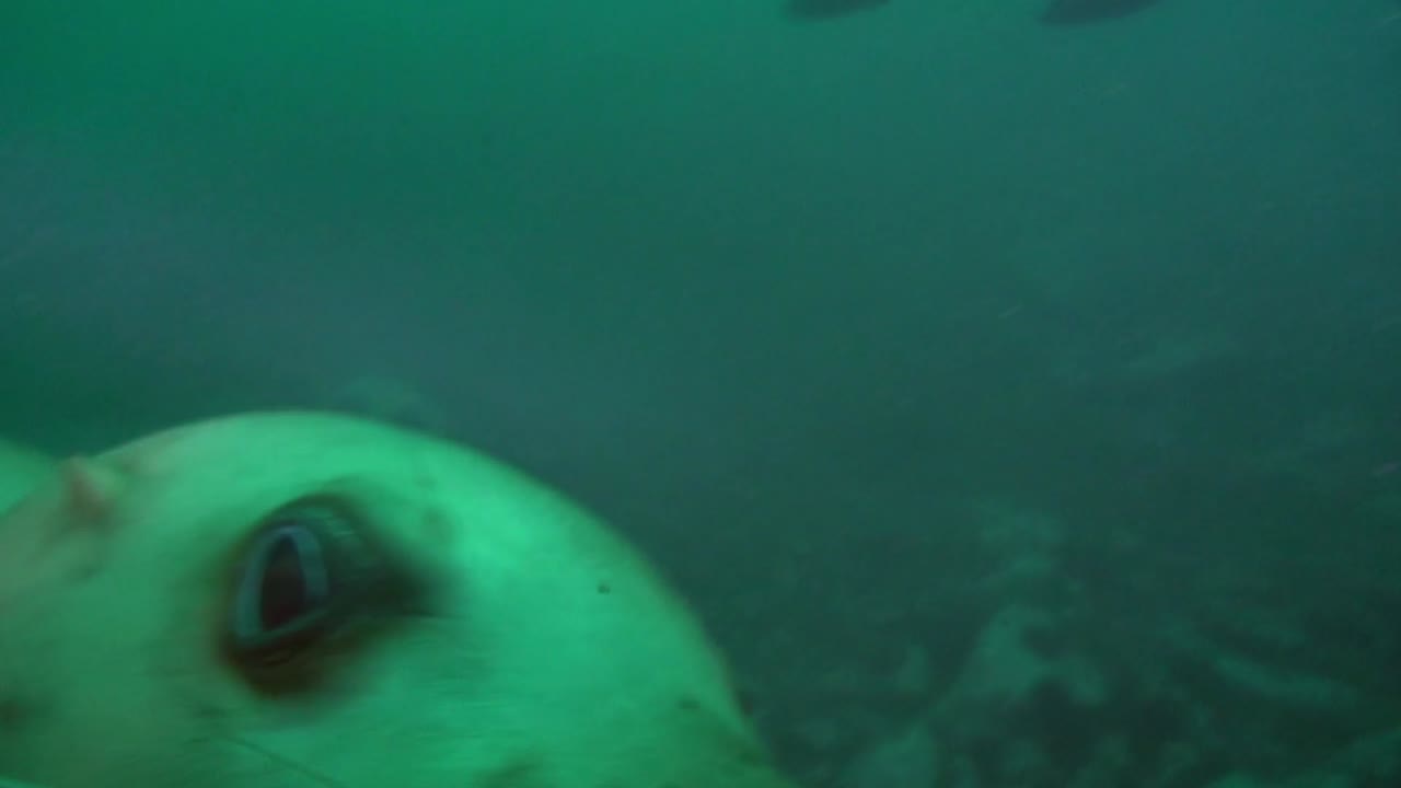 Морской лев играет с камерой в мутной воде