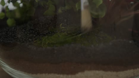 una joven botánica crea un pequeño ecosistema de bosque vivo en un enorme frasco de vidrio - cepillando las plantas - un primer plano estrecho