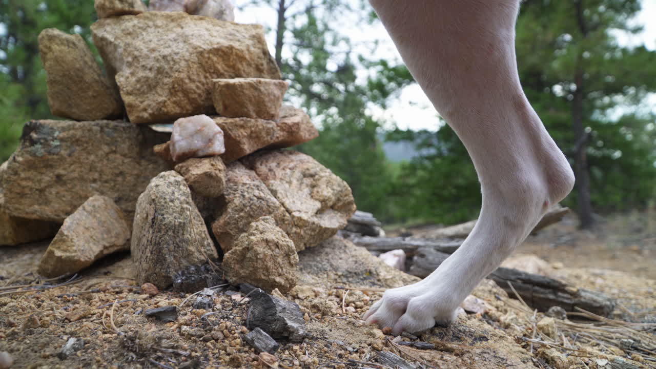 A dog walks around a pile of rocks on a hiking trail.
