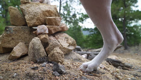 a dog walks around a pile of rocks on a hiking trail.
