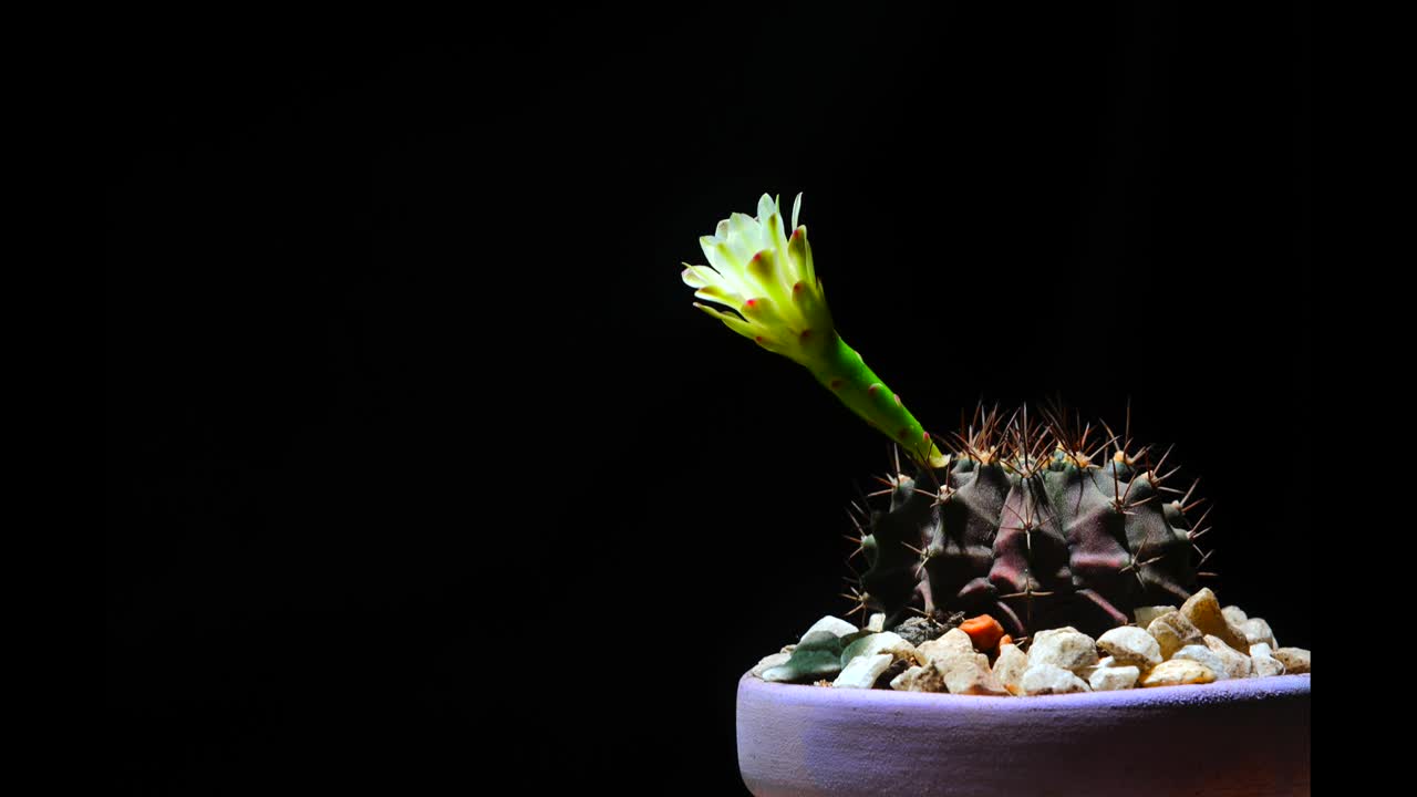 4k : Time-lapse Opening white Gymnocalycium flower buds, Timelapse Cactus flowers blooming