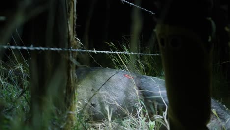 hunter pulls deceased hog carcass illuminated by flashlight, under barbed wire fence after successful night pig hunt