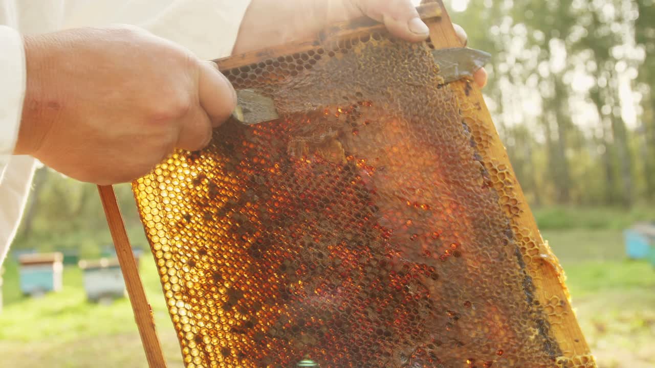 Apicoltore che raccoglie il miele dal favo