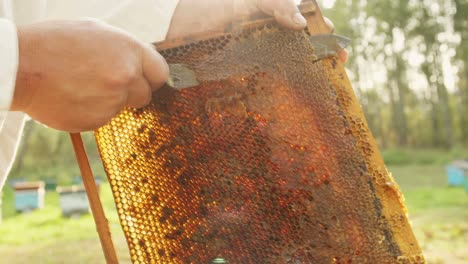 beekeeper harvesting honey from honeycomb