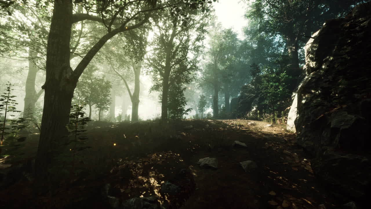 camino del bosque de niebla