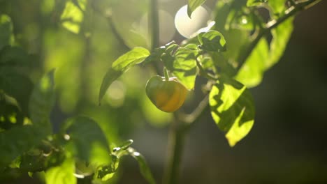 Yellow-chilli-pepper-growing-on-plant-outdoors,-closeup