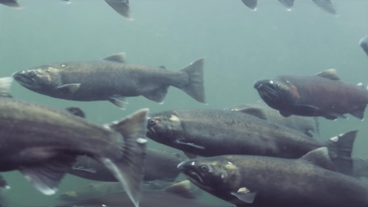 Grande branco di salmoni in un fiume nel Pacific Northwest in Canada