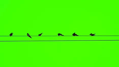 drongo bird flock on electric cable line on green screen, bird actions in nature, wildlife animals for creative design video, beautiful tree wings of birds, buttom up view, green screen video concept