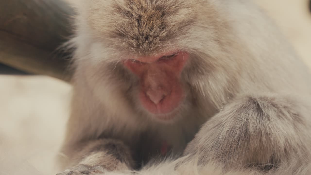 el macaco japonés se limpia a sí mismo.