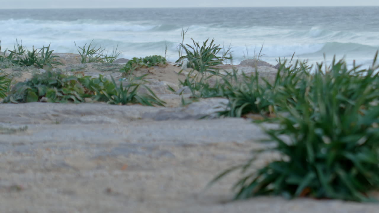 Static shot of the plants on the beach moving in the wind and the waves in the background.