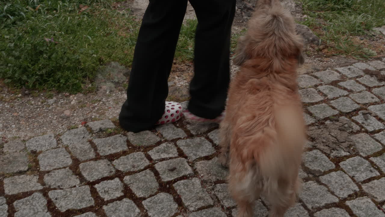 un perro siguiendo a un humano