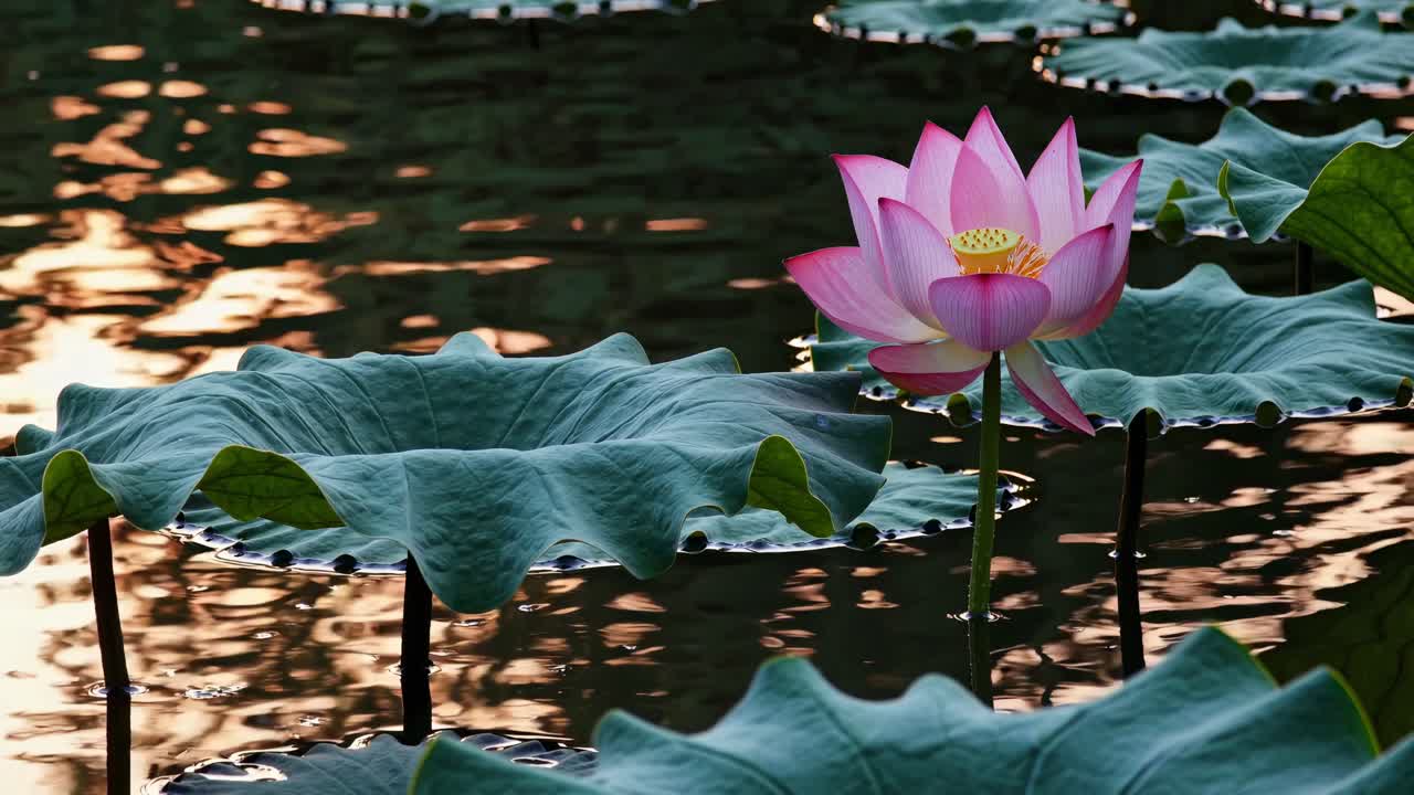 A serene video scene of a pink lotus flower in a pond at sunset