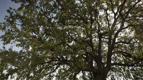 árbol alto con follaje denso durante el día soleado