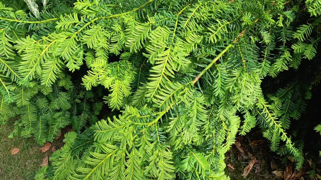Camera slowly pans downward over vibrant green fern branches in an outdoor botanical garden, with natural daylight and lush foliage filling the frame