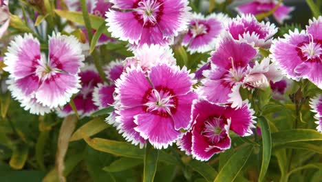 flores púrpuras brillantes tomando el sol de verano con hojas verdes