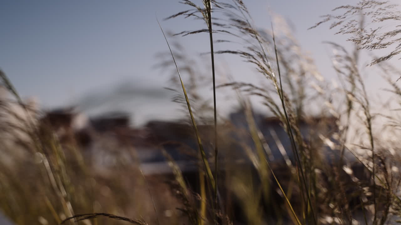 바람에 쓸린 풀