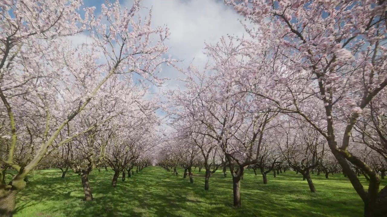 Mandeltrær i full blomst med rosa blomster som dekker en grønn åker under en vårhimmel. Vidvinkel.