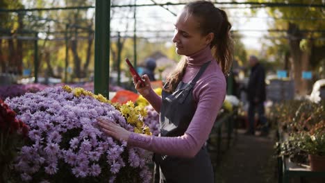 young female gardener taking picture of chrysanthemum with smartphone in greenhouse