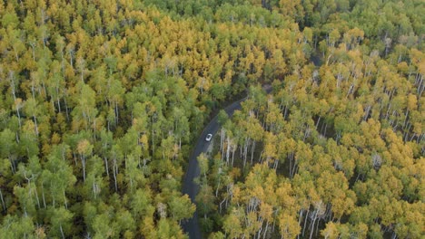 Aerial-of-treetops-changing-color-in-fall-season---car-on-Alpine-Scenic-Loop