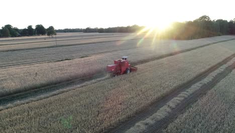 Vista-Aérea-De-La-Puesta-De-Sol-Del-Tractor-Trabajando-En-Una-Plantación-De-Campo-De-Trigo-Durante-Las-Pintorescas-Horas-Doradas