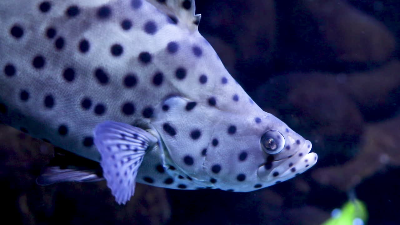 수족관에서 moray 물고기의 클로즈업