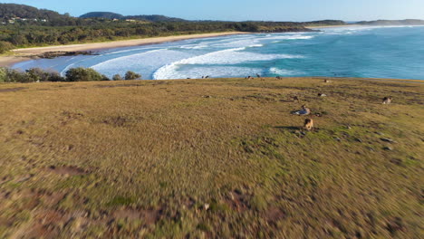 Erstaunliche-Drohnenaufnahme-Von-Kängurus-Auf-Einer-Klippe,-Die-Dann-Den-Ozean-Bei-Coffs-Harbour,-Australien,-Enthüllt