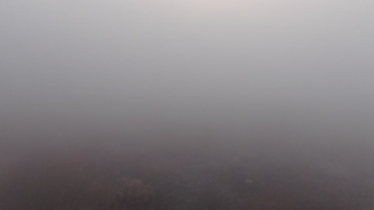 안개 속에서 눈먼 갈대밭