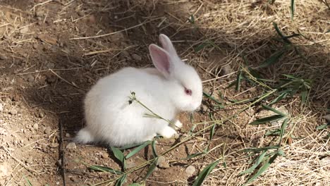 adorable white rabbit eating leaves on dirt ground