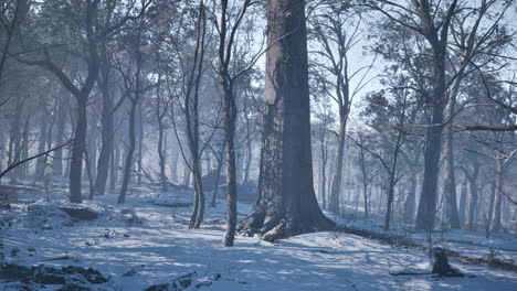 Landscape-of-spooky-winter-forest-covered-by-mist