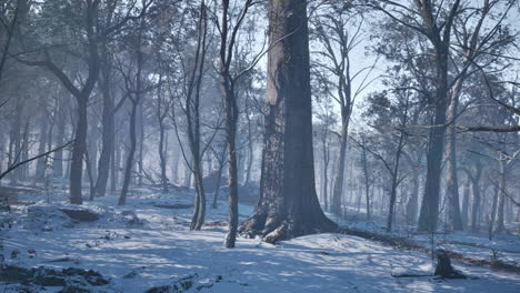 landscape of spooky winter forest covered by mist