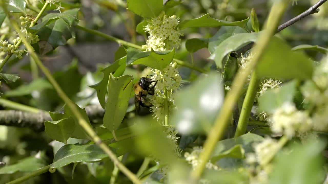 Close‑Up of Carpenter Bee on White Buttonbush Flower in Natural Habitat