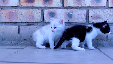 a still shot of two colourful kittens wandering about on the tiled floor along the brick wall