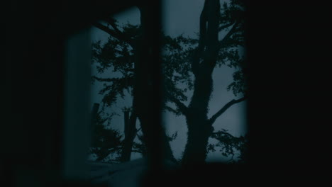 looking through window to trees outside, dark and moody atmosphere.