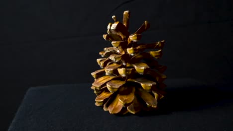 canary island pine or pinus canariensis pinecone standing upright on a dark black studio background with footage slowly spinning around it revealing gorgeous brown and dark brown textures and edges.