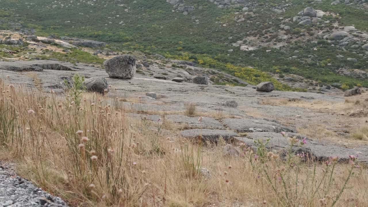 cabra negra y perro pastor caminando por la montaña de la serra da estrela en portugal