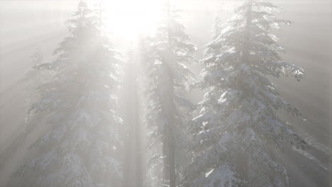 Misty-Fog-in-Pine-Forest-on-Mountain-Slopes