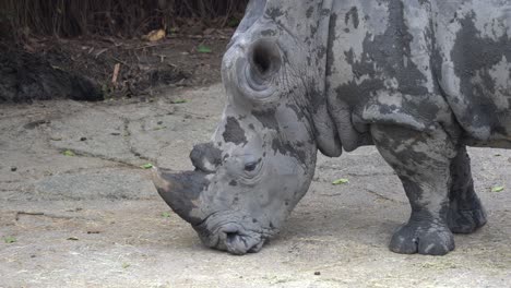 Nashorn,-Nashorn,-Bedeckt-Mit-Schmutz,-Leben-Im-Schlamm-Im-Tierschutzgebiet-Des-Zoos