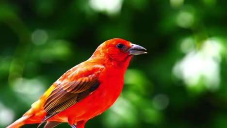 vibrant scarlet bird perched gracefully amidst lush greenery, capturing the beauty and elegance of nature in breathtaking detail and color