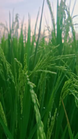 a serene morning in lush rice fields swaying in the gentle breeze